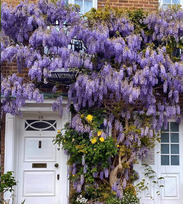 Totul despre glicina ori wisteria