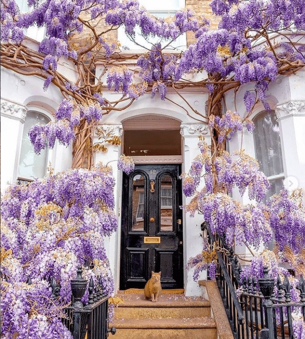 Totul despre glicina ori wisteria