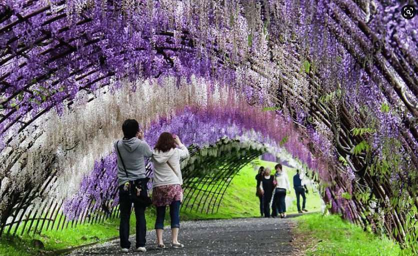 Totul despre glicina ori wisteria