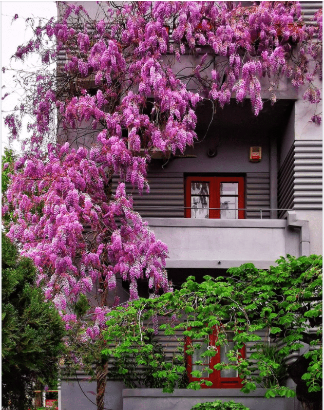 Totul despre glicina ori wisteria