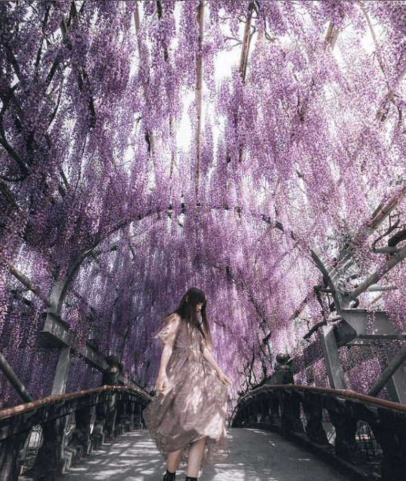 Totul despre glicina ori wisteria