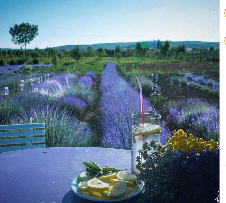 Despre plantatiile de lavanda