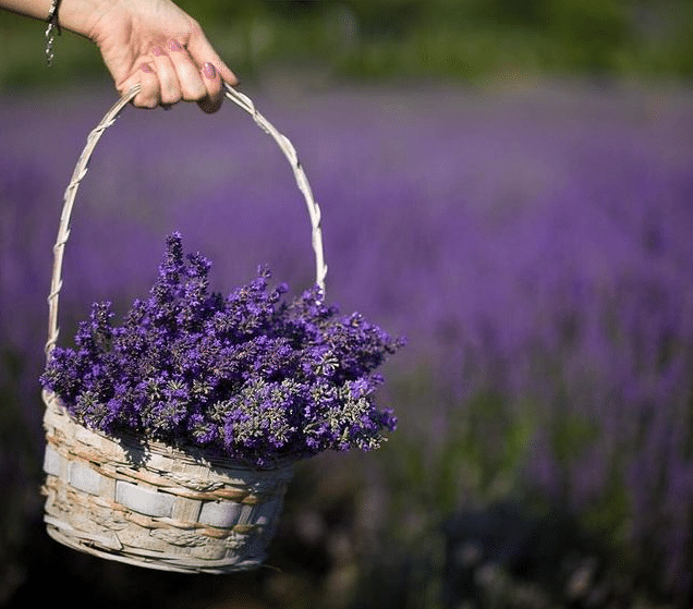 Despre plantatiile de lavanda