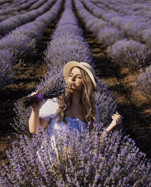 Despre plantatiile de lavanda