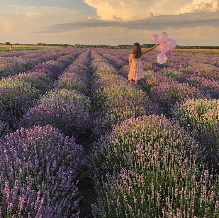 Despre plantatiile de lavanda