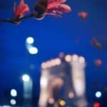 Primavara prin lentila celor mai talentati fotografi