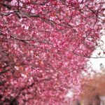 Primavara prin lentila celor mai talentati fotografi