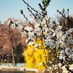 Primavara prin lentila celor mai talentati fotografi