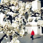 Primavara prin lentila celor mai talentati fotografi