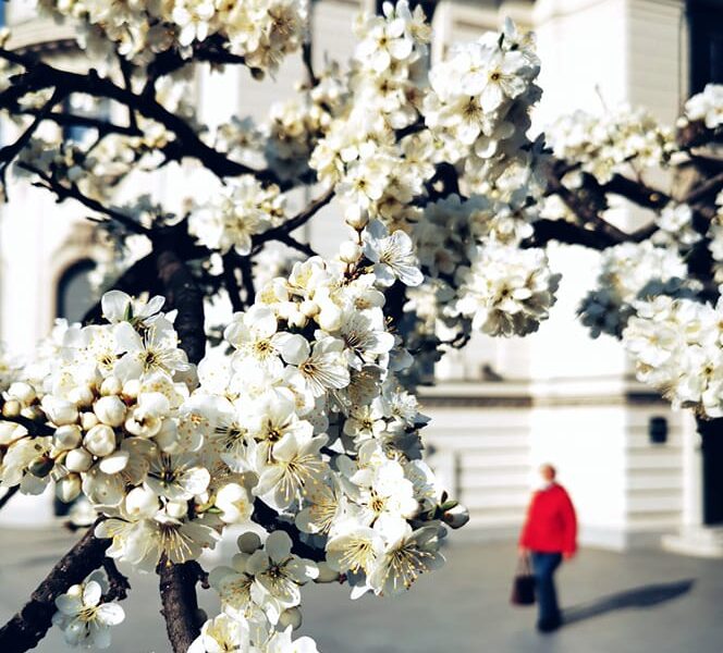 Primavara prin lentila celor mai talentati fotografi