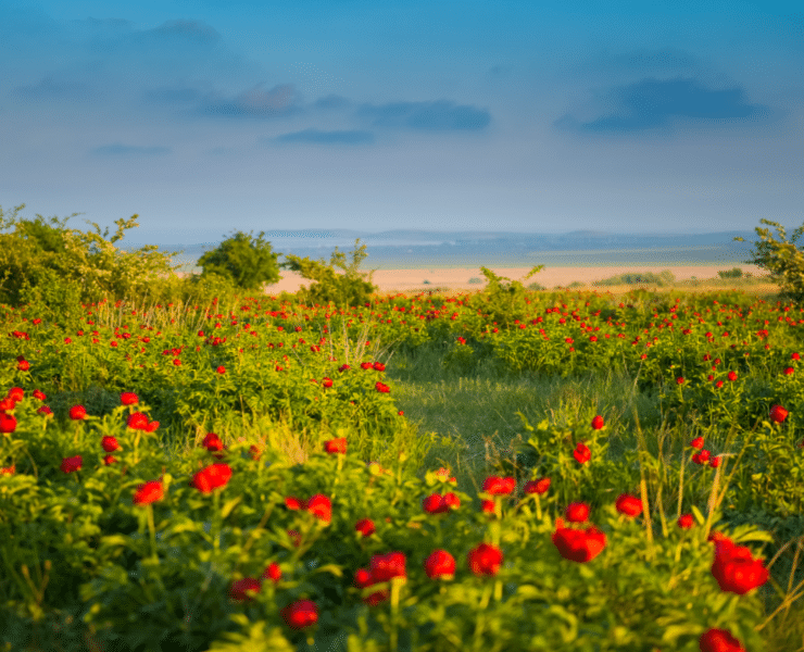 Unde plecam de 1 mai