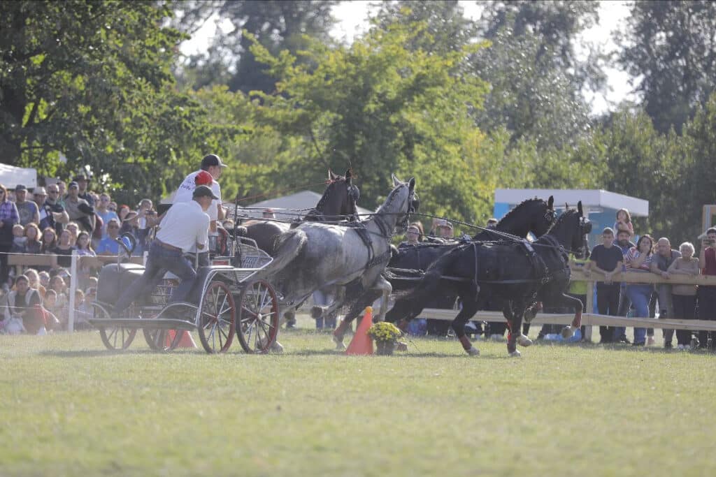 O atmosferă chic la Karpatia Horse Show 2022!